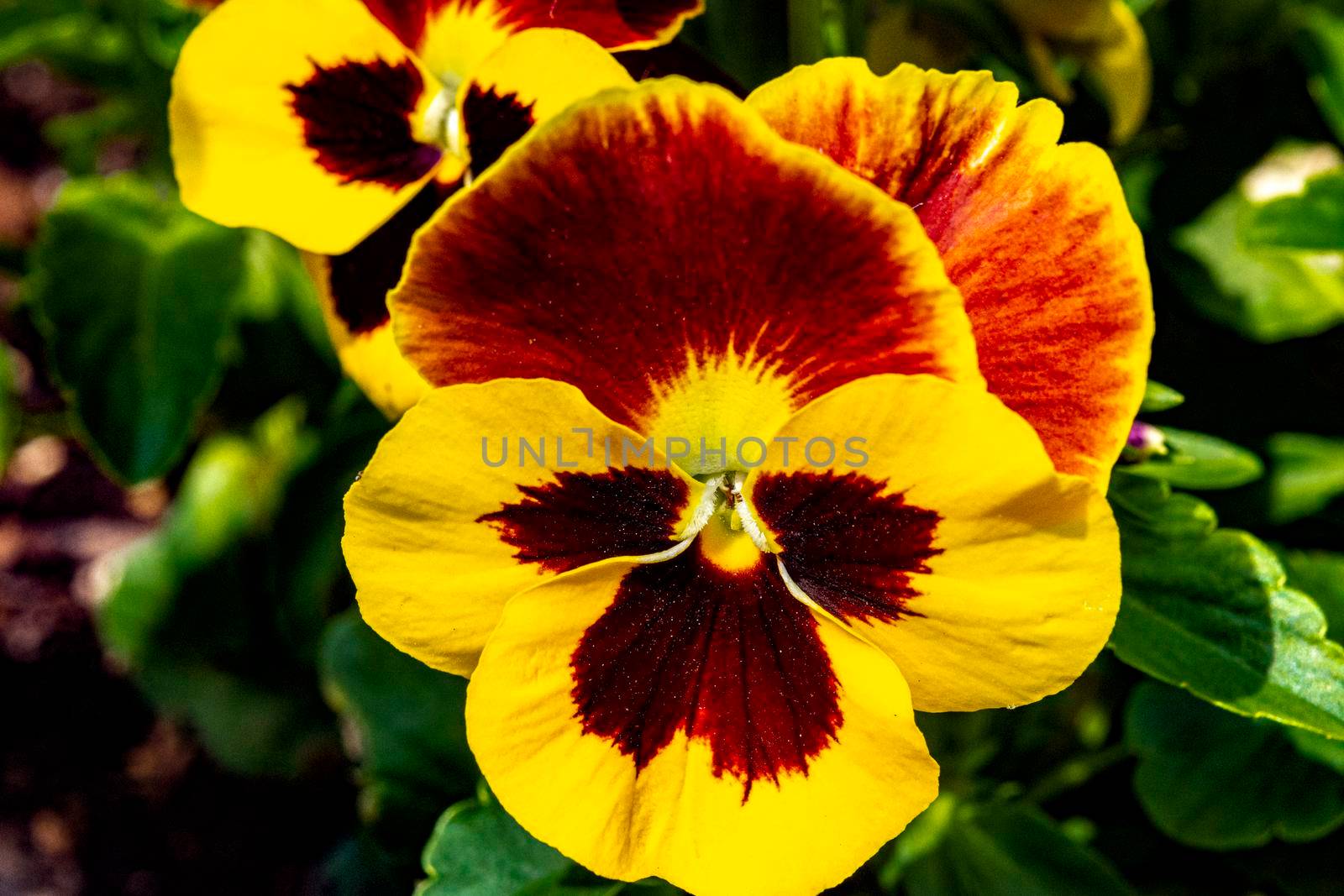 Close-up of a Pansy flower with pollen while waiting for insects