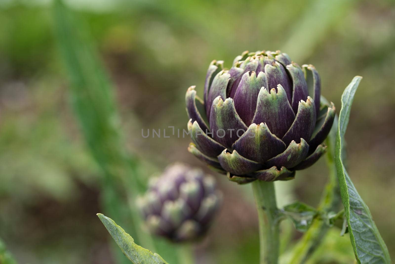 Fresh green and purple artichoke growing in a garden, it is a vegetables for a healthy diet