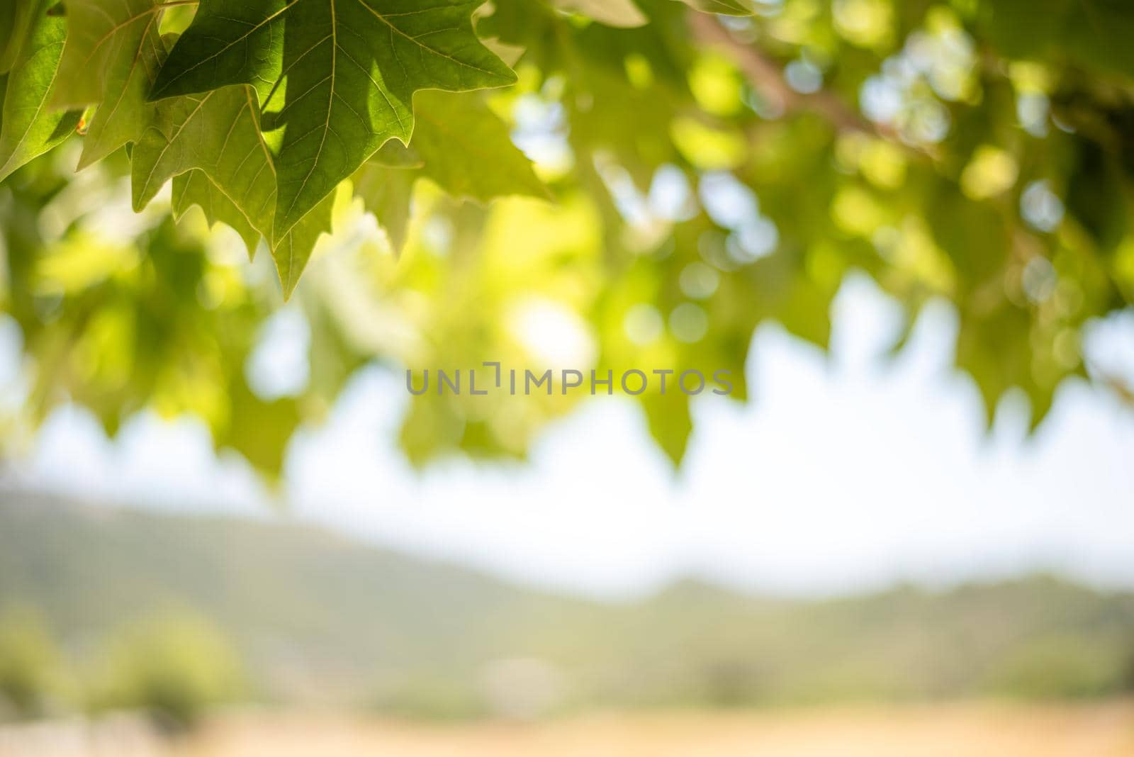 Green background from leaves and maple tree fruits in the sunny day by Estival