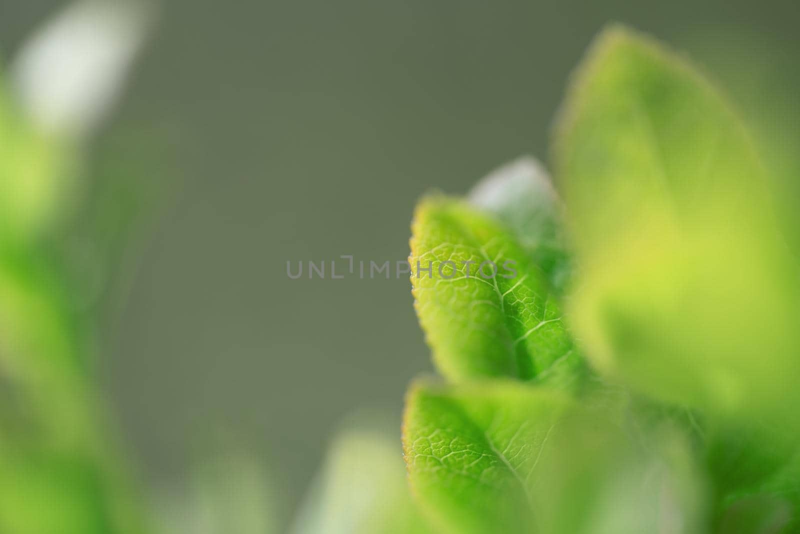 Ripe wild blueberries growing in nature with green leaves, macro background by Estival