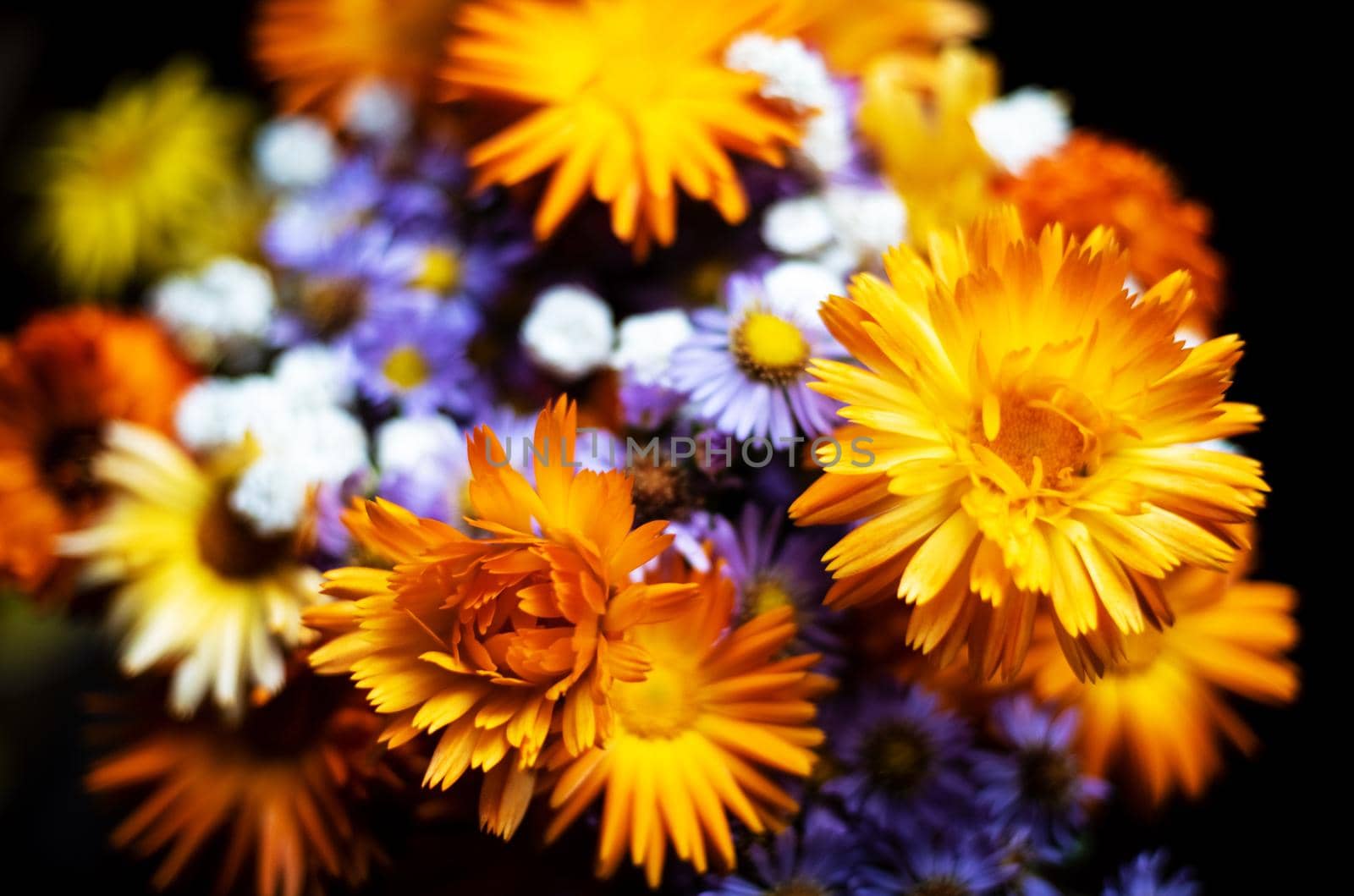 Bouquet of brightly orange and lilac colors against a dark background by Estival