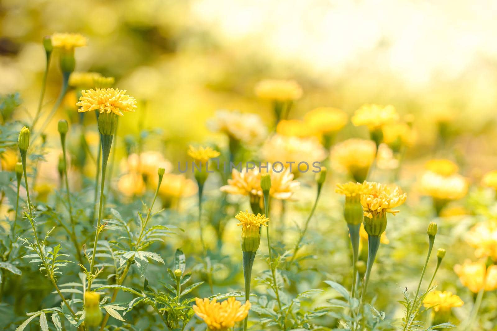 Bright yellow wild flowers under the midday sun with a bokeh by Estival