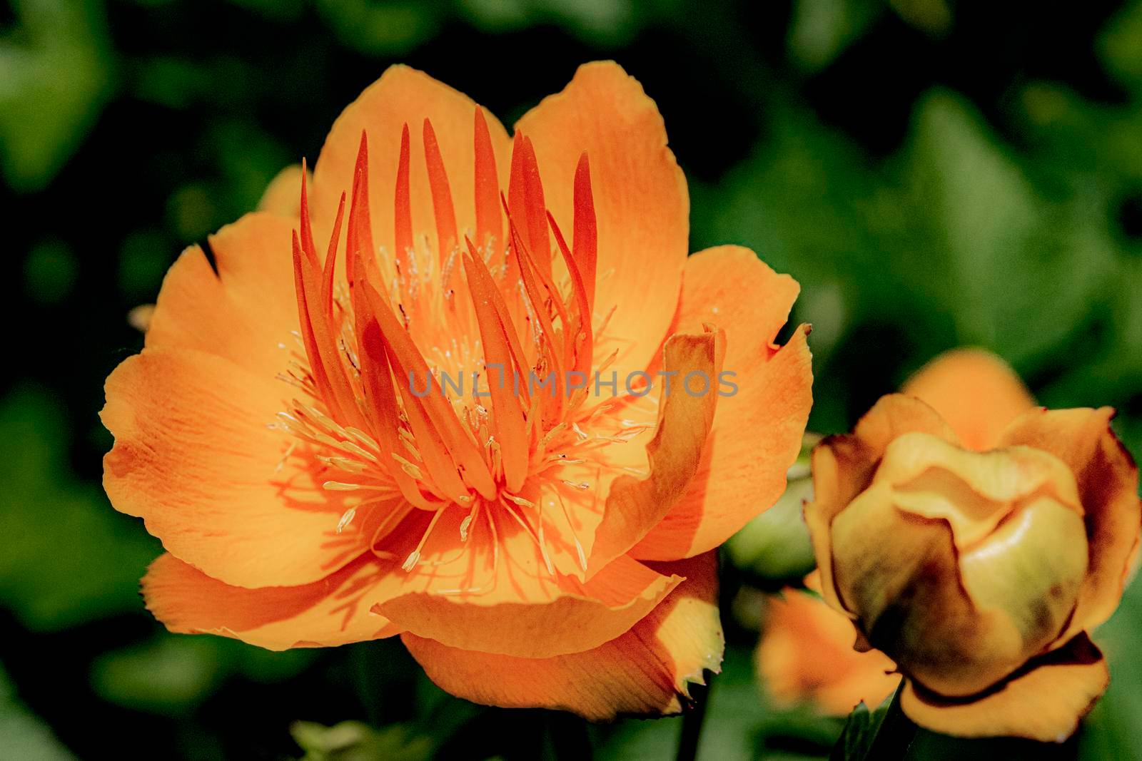 Large open orange Trollius flower as a light against a background of green foliage