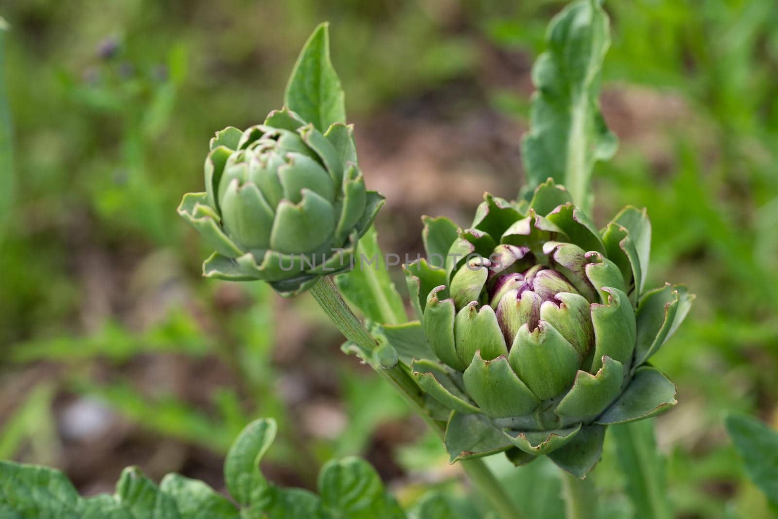 Fresh green artichoke growing in a garden, it is a vegetables for a healthy diet.