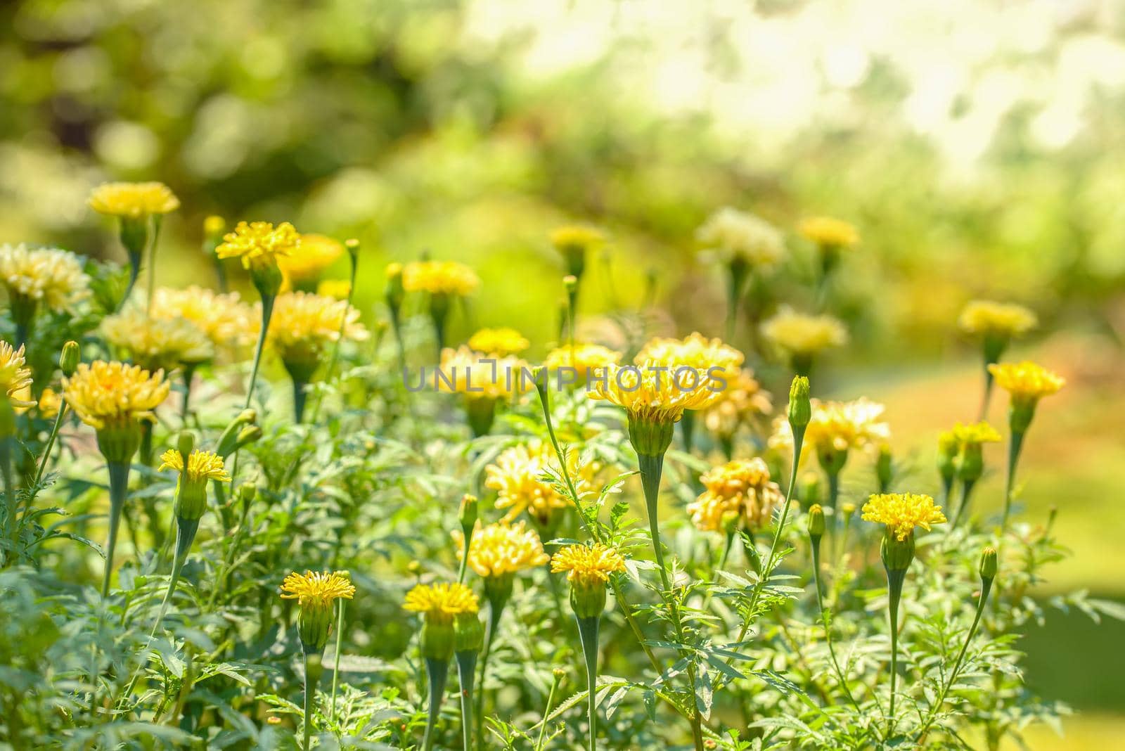 Bright yellow wild flowers under the midday sun by Estival