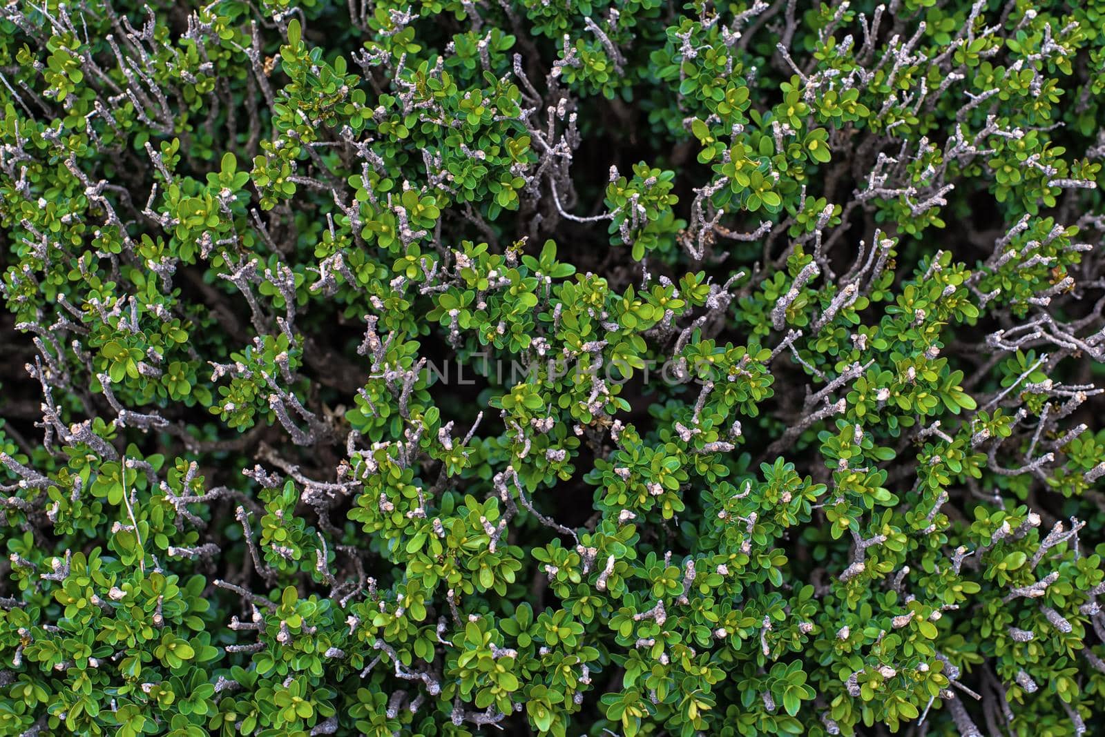 Pattern of green and white cutted branches and leaves close up