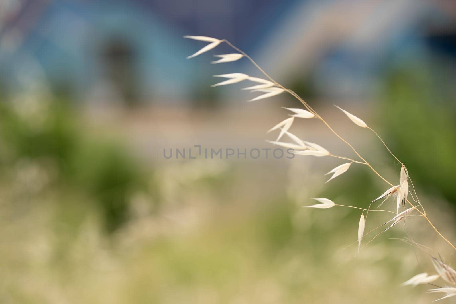 Ripe wild oat spilling in the wind on the field in hot summer