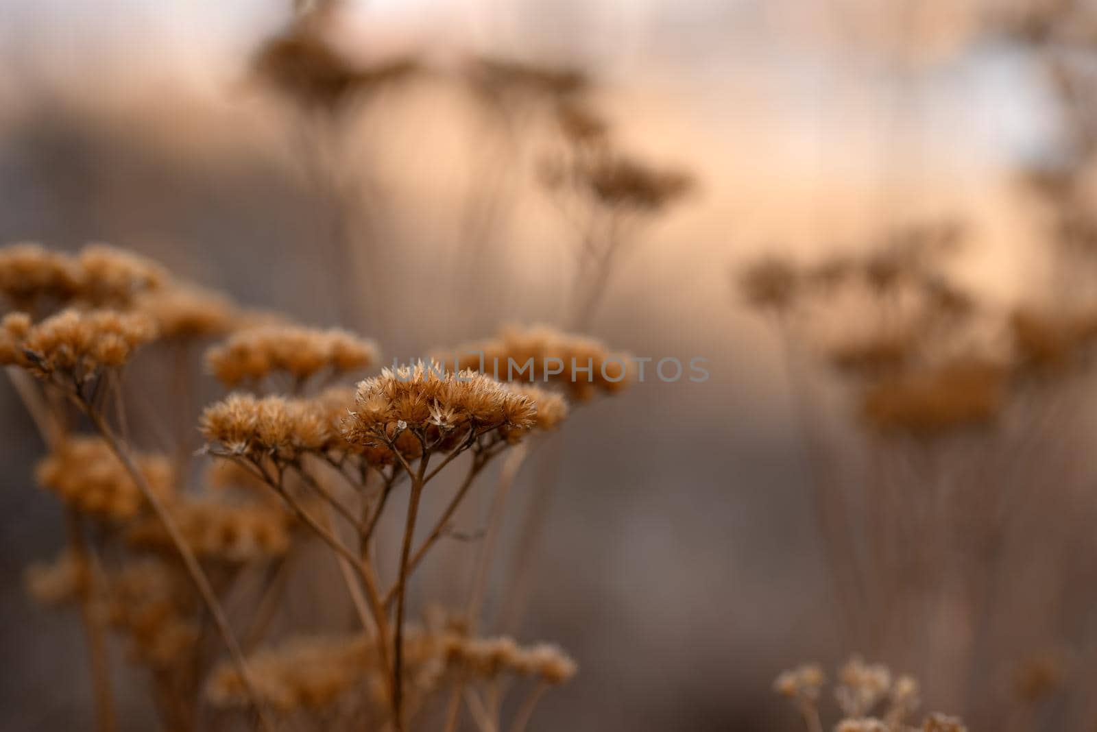 Silhouettes of dry umbellate plant in the sunset sun