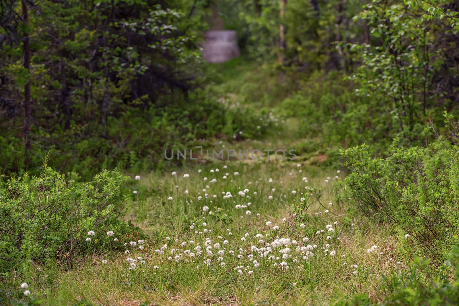 Edge of forest in south Sweden with field of fluffy flowers by Estival