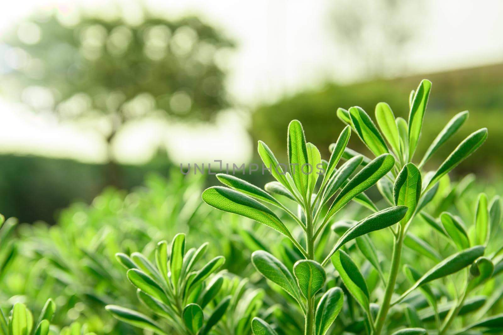 Green plant in large scale on a light background with a bokeh