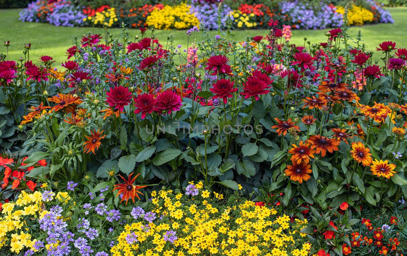 Colorful flowers in the garden, beautiful flowrs farm in summertime by Estival