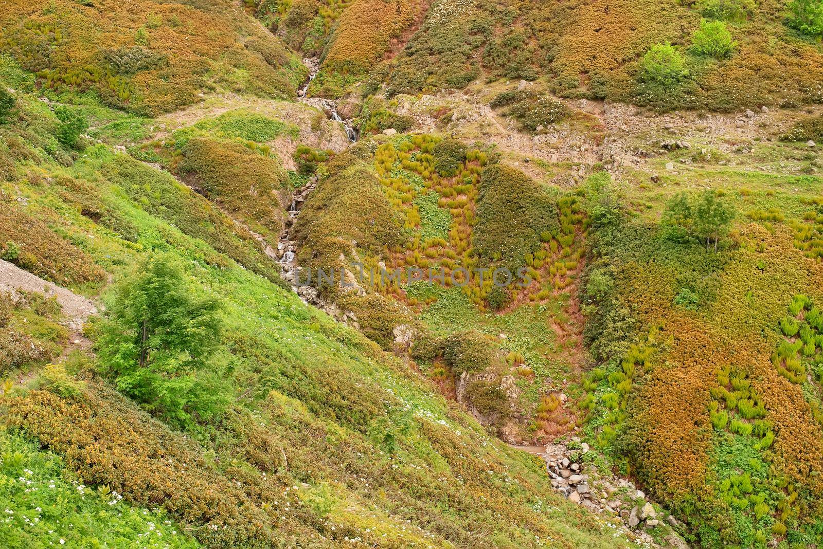 Wild grass and rocks on highland meadow at the slop of the mountain. The rocky path goes down the slope and goes down.