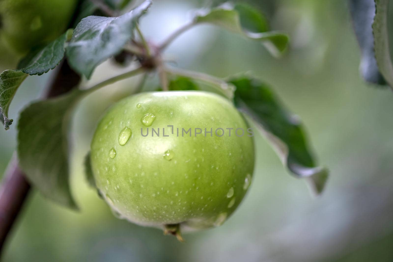 Green fresh apple with water drops on an apple tree by Estival