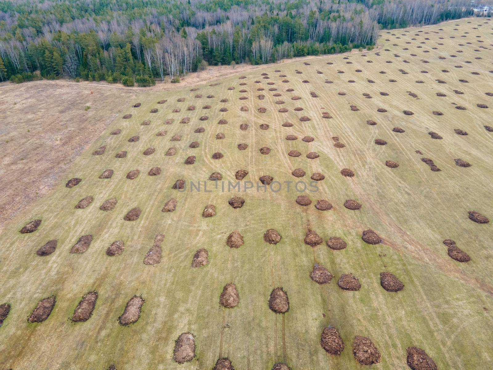 Manure heaps lie beautifully in even rows in the field before sowing. Application of organic fertilizers in spring and autumn. The concept of working in agriculture for doing business and making a profit.