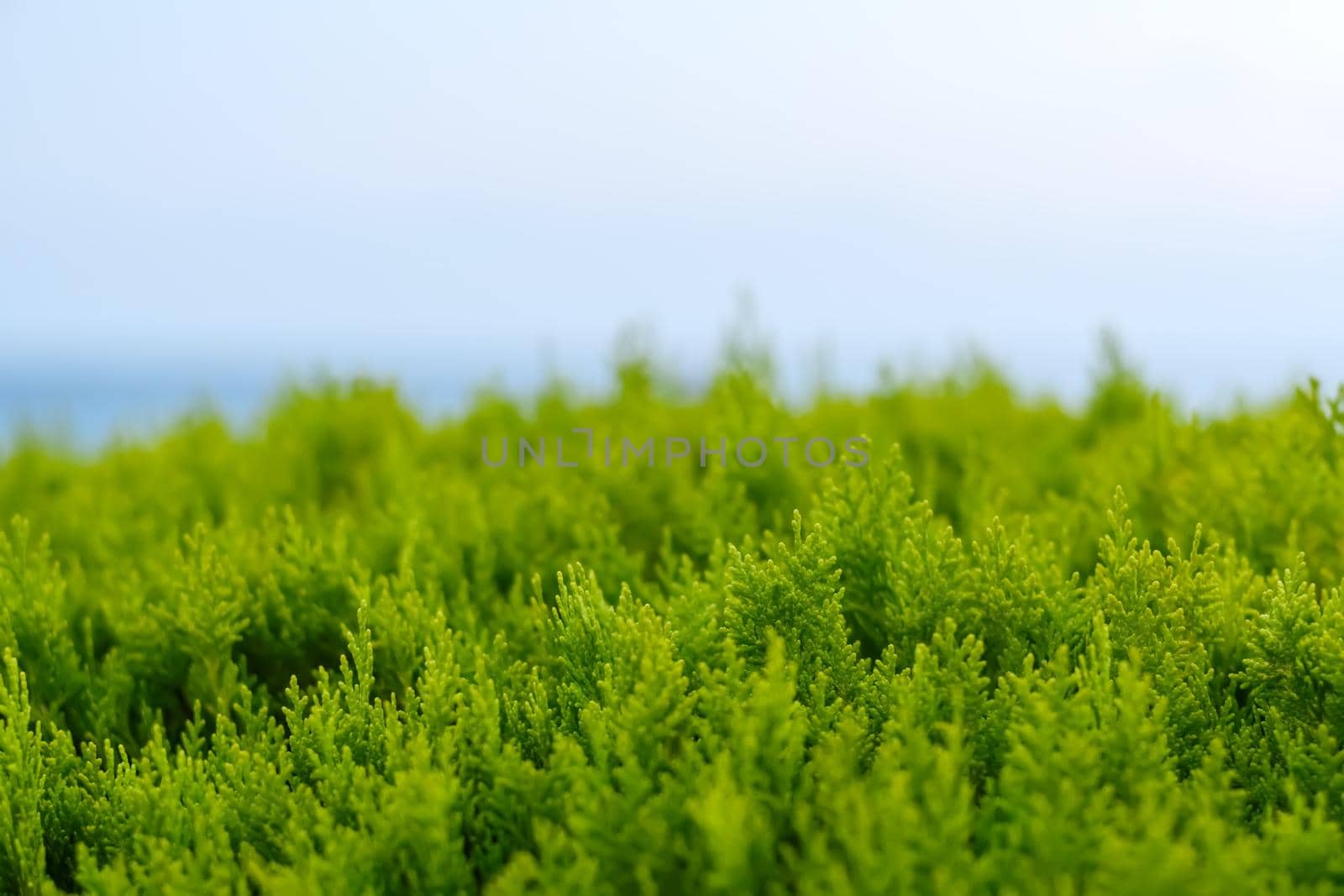 Bright green leaves close up on a blur sky background by Estival