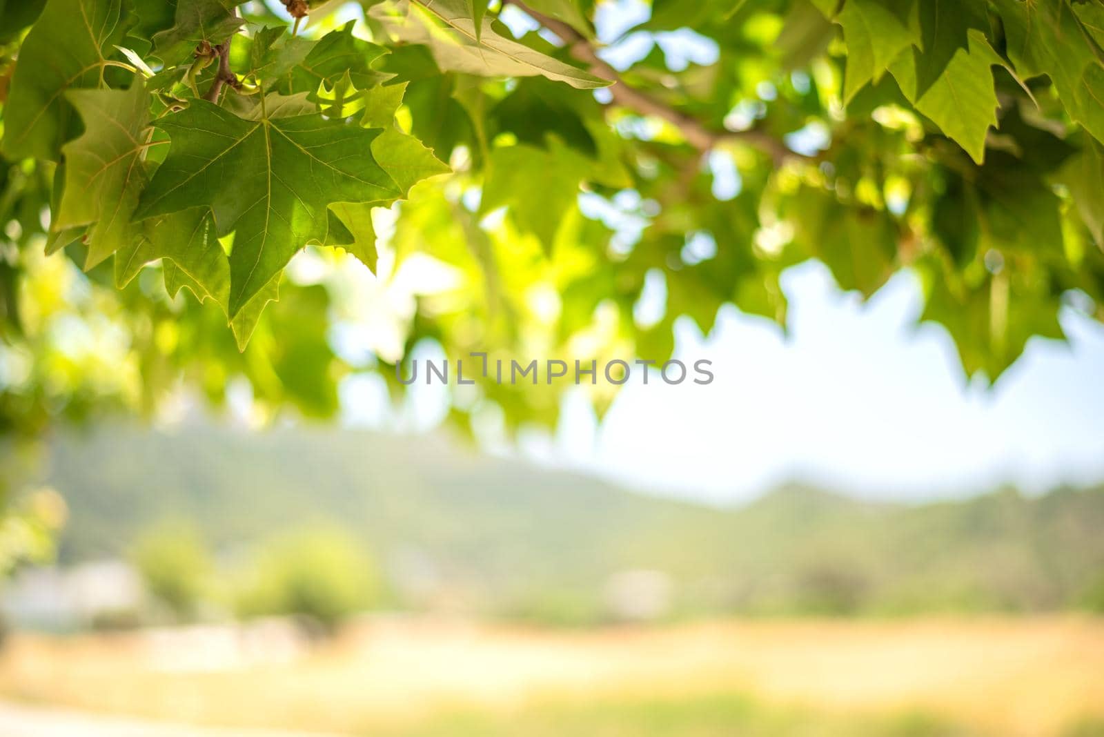 Green background from leaves and maple tree fruits in the sunny summer day by Estival