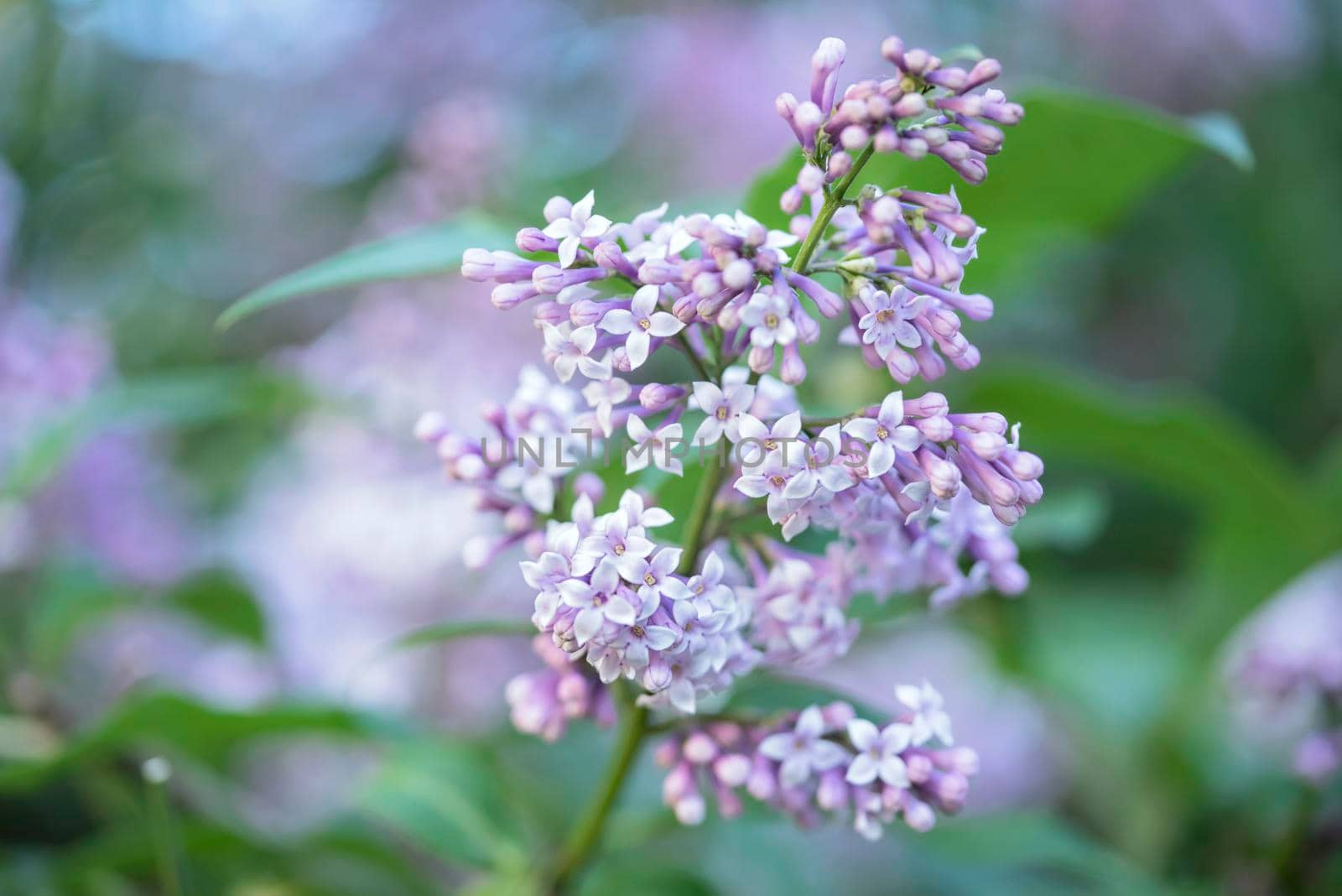 Branch of flowers of a lilac with green leaves by Estival