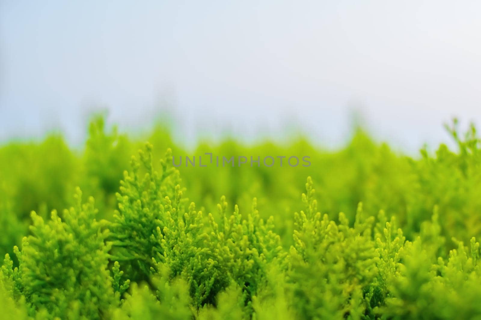 Bright green leaves of evergreen tree close up on a blur sky background