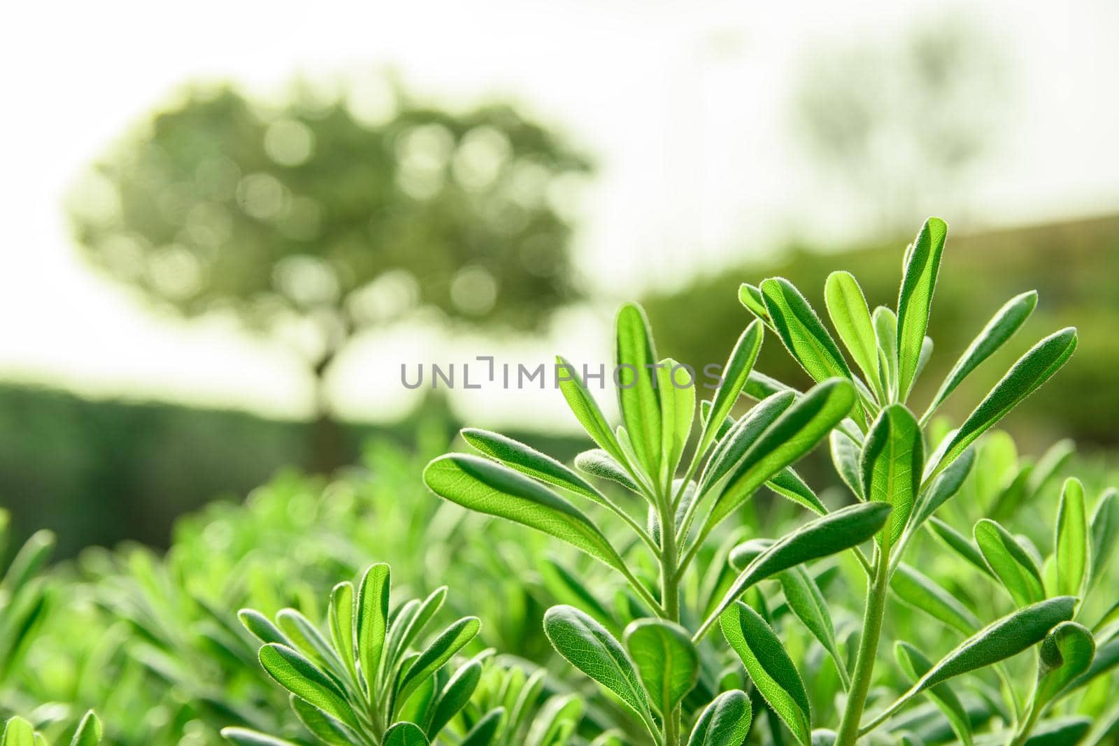 Green plant in large scale on a light background with a bokeh