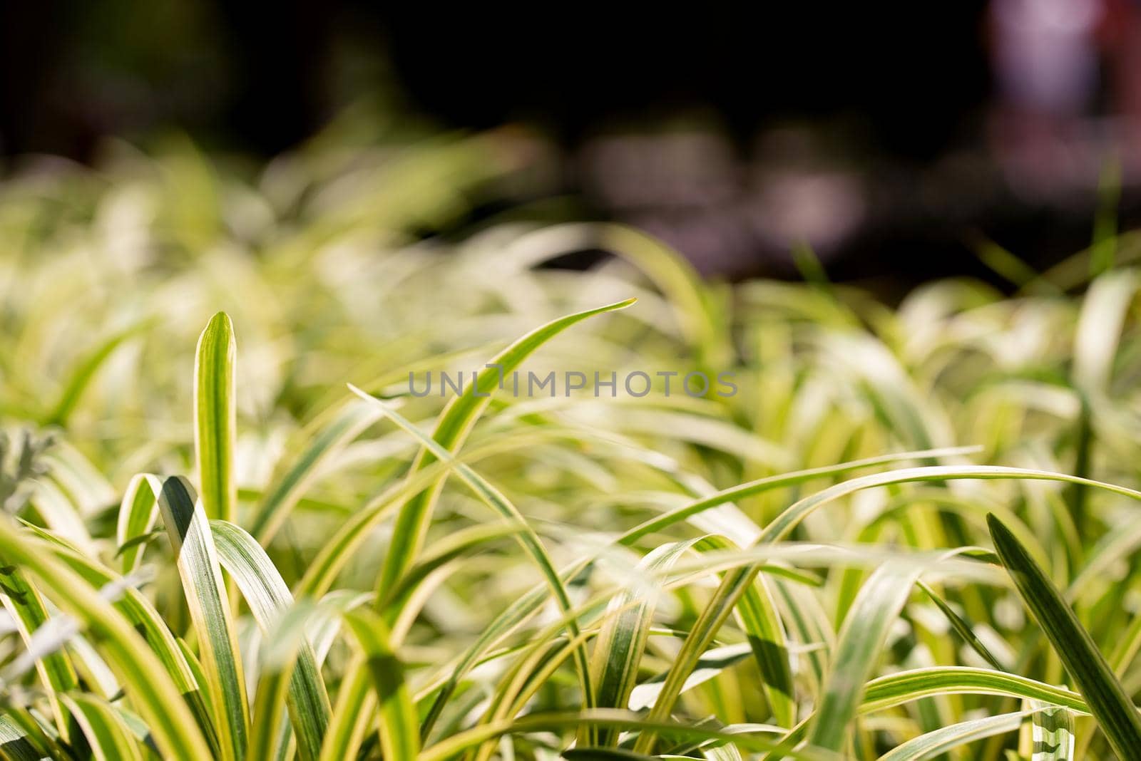 Abstract natural background of decorative plant similar to grass by Estival