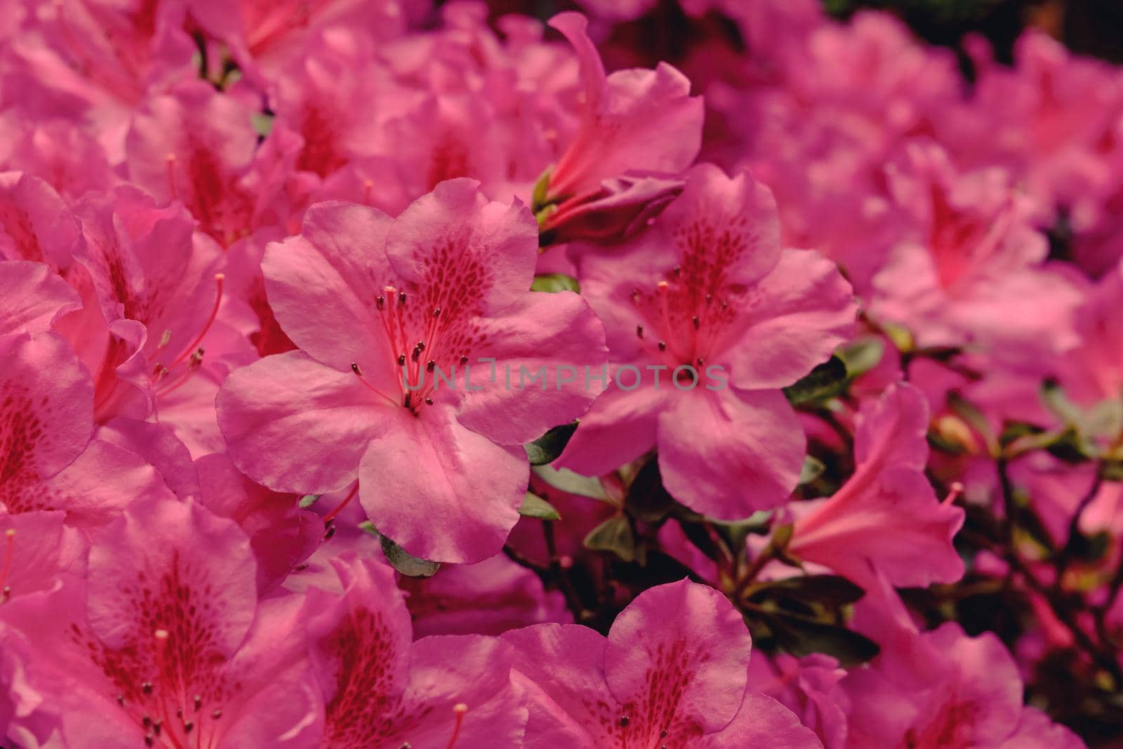 Red closeup flowers in garden in the morning