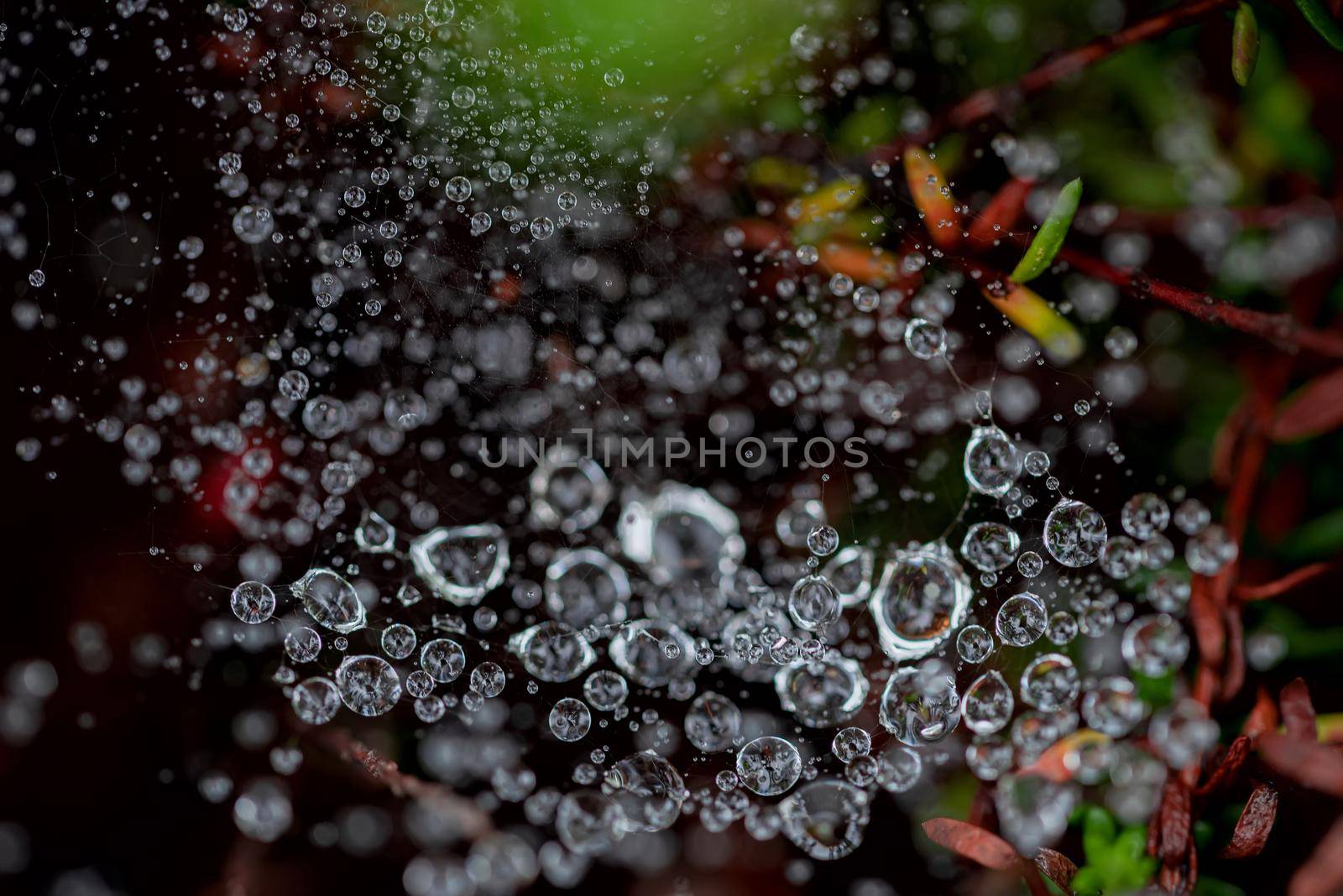 the macro photo of a spider web with dewdrops