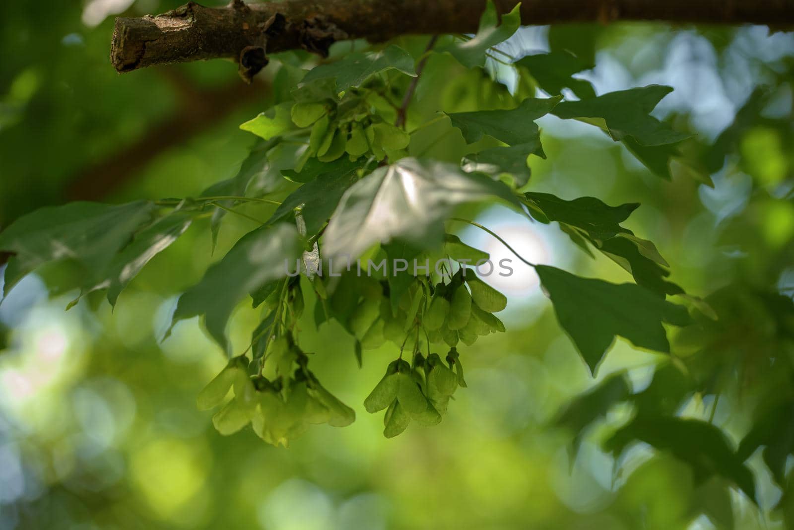 Green background from leaves and maple tree fruits by Estival