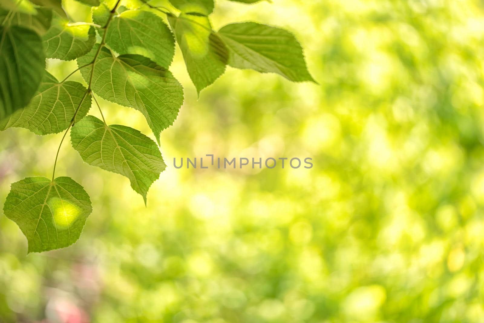 Green background from leaves of tree in the sunny summer day
