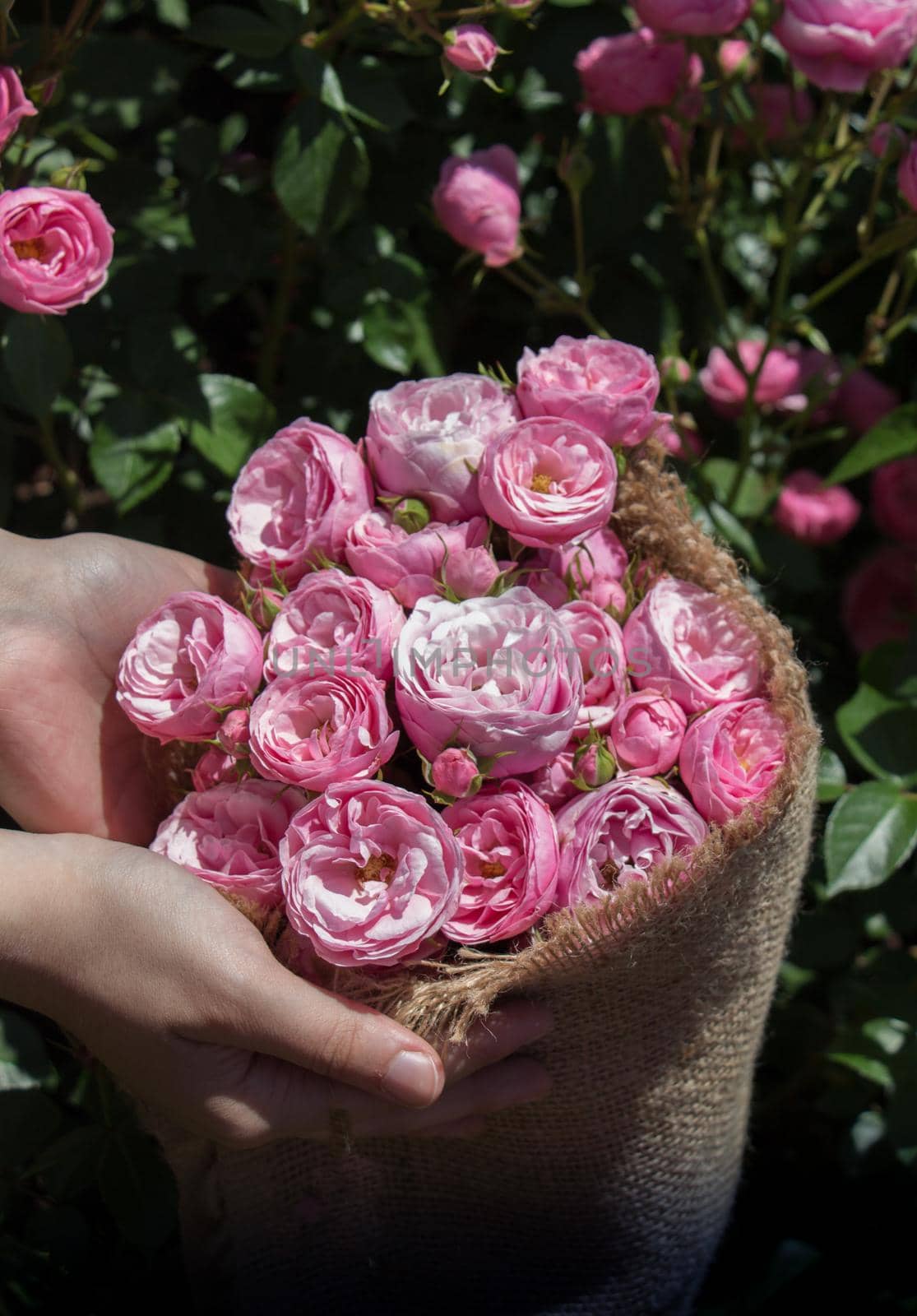 Beautiful fresh roses wrapped with canvas in hand