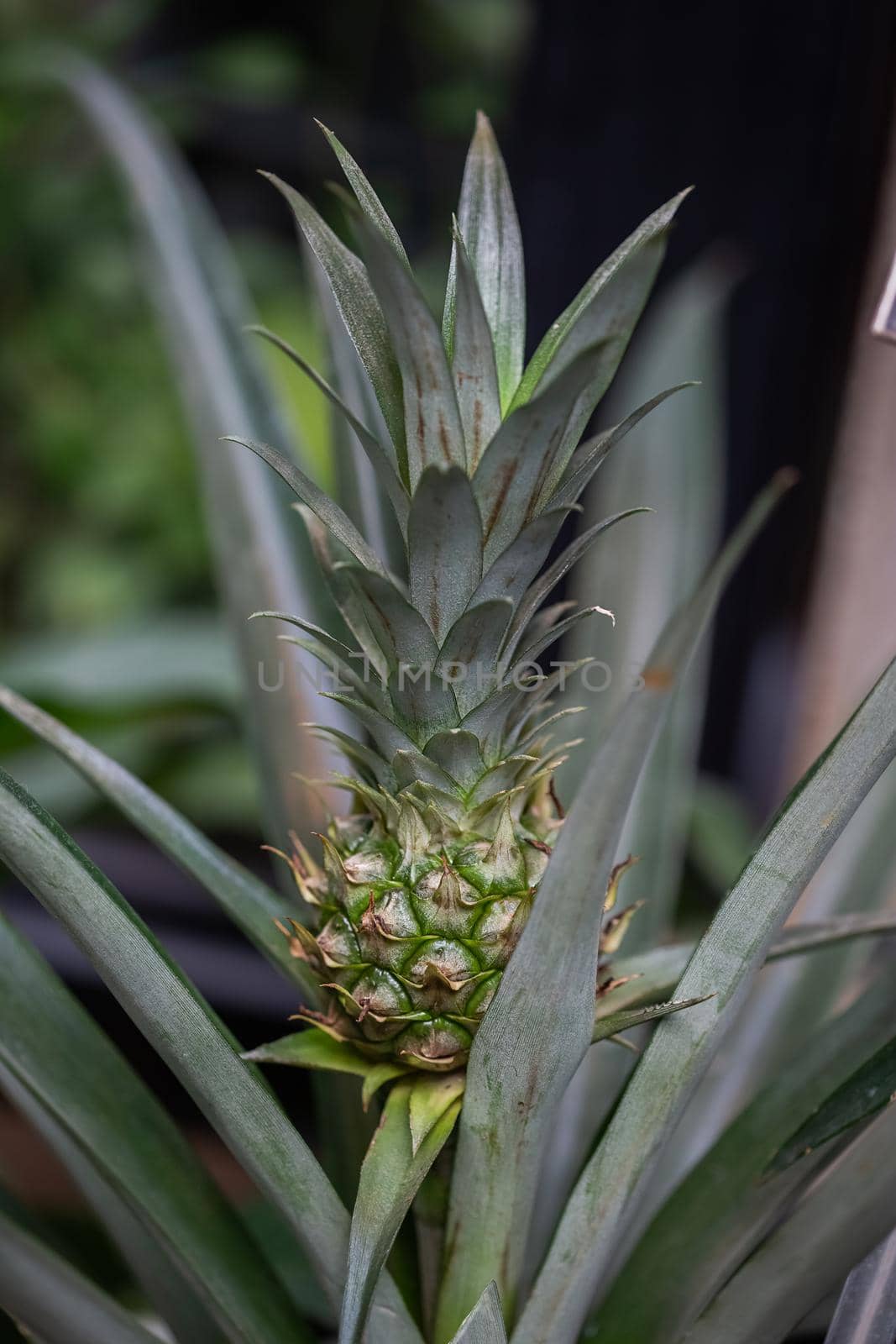 Pineapple tropical fruit growing in in the greenhouse on a blurred background by galinasharapova