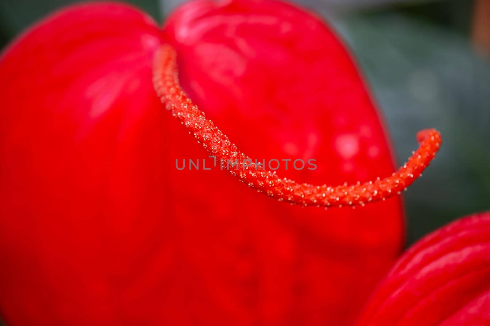 closeup of view of red flower revealing male and female reproductive organs stamen and pistil on a blurred background with selective focus.