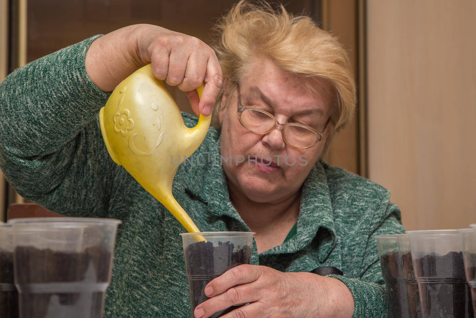 Close-up of an old woman from a watering can pours the compost in a pot. The concept of agriculture, farming, growing vegetables. Young green seedlings of vegetable plants.