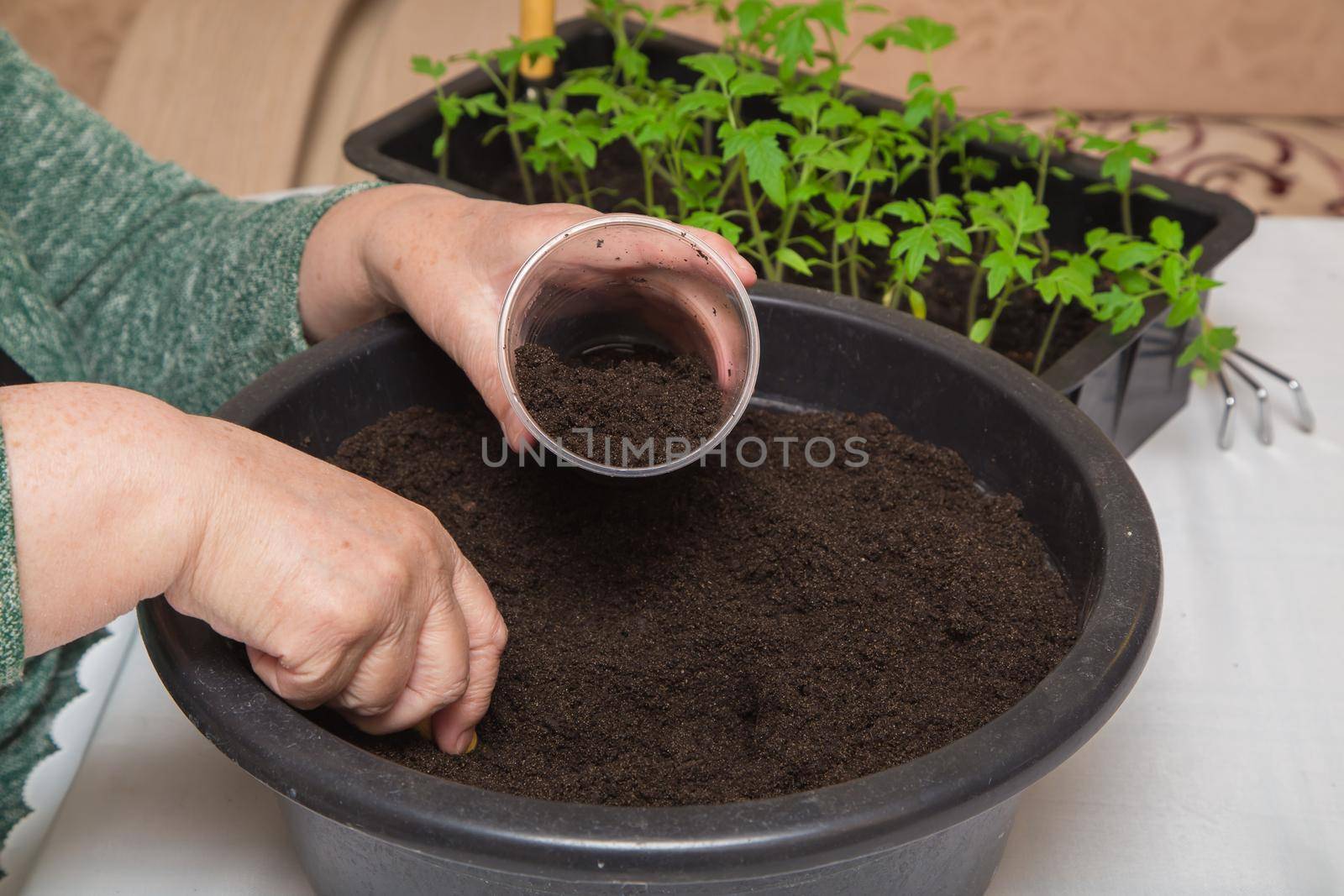 Close-up of female hands scoop compost into a pot for seedlings. The concept of agriculture, farming, growing vegetables. Young green seedlings of vegetable plants.