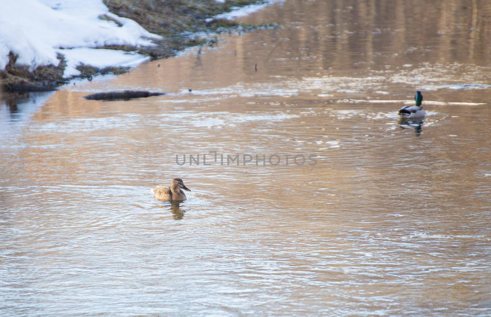 Winter landscape two ducks swim along a small river. Snow lies on the shore with grass. A smooth stream of water with white waves and ripples.