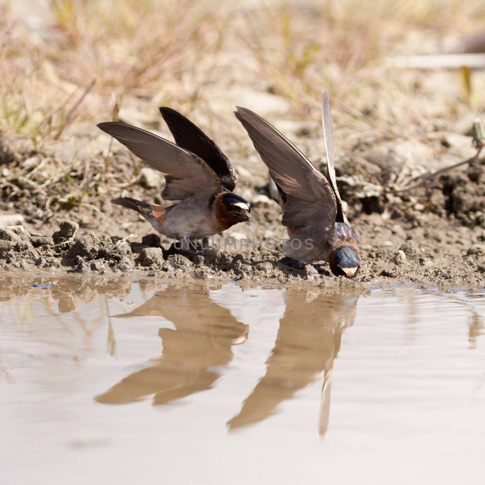 Cliff swallows Hirundo pyrrhonota gathering mud by PiLens