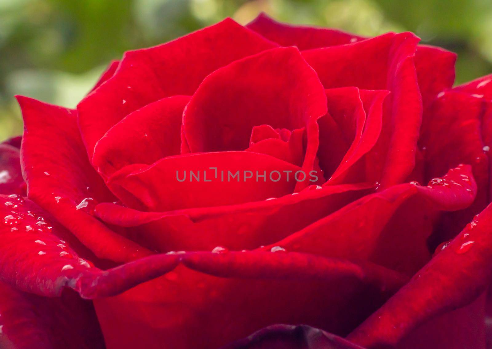 red rose in garden raindrops, close up macro