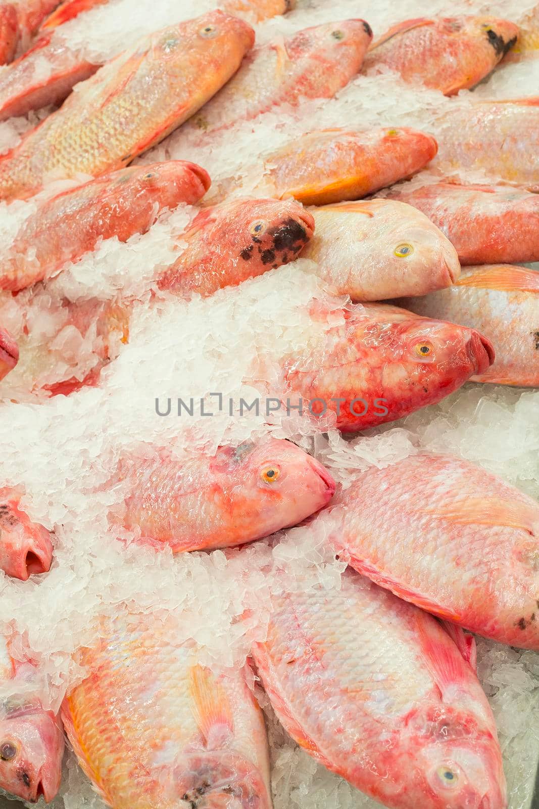 Fresh fishes on ice at the fish market