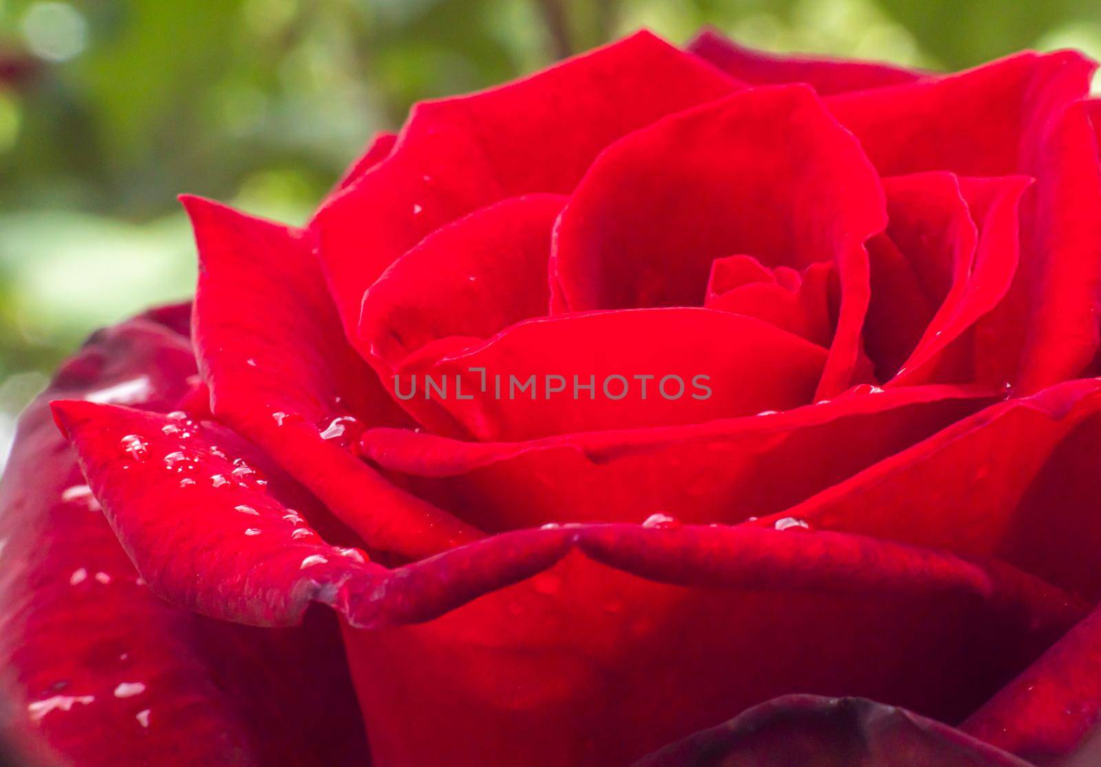 red rose in garden raindrops, close up macro