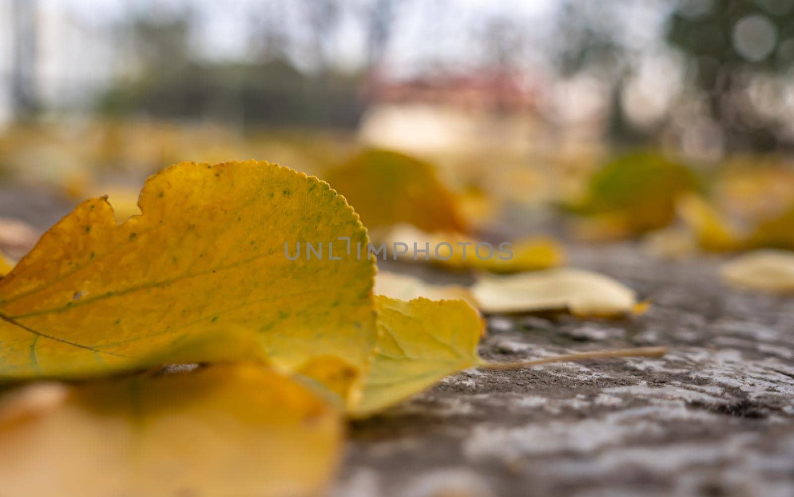 autumn leaves on the ground macro by alex_nako