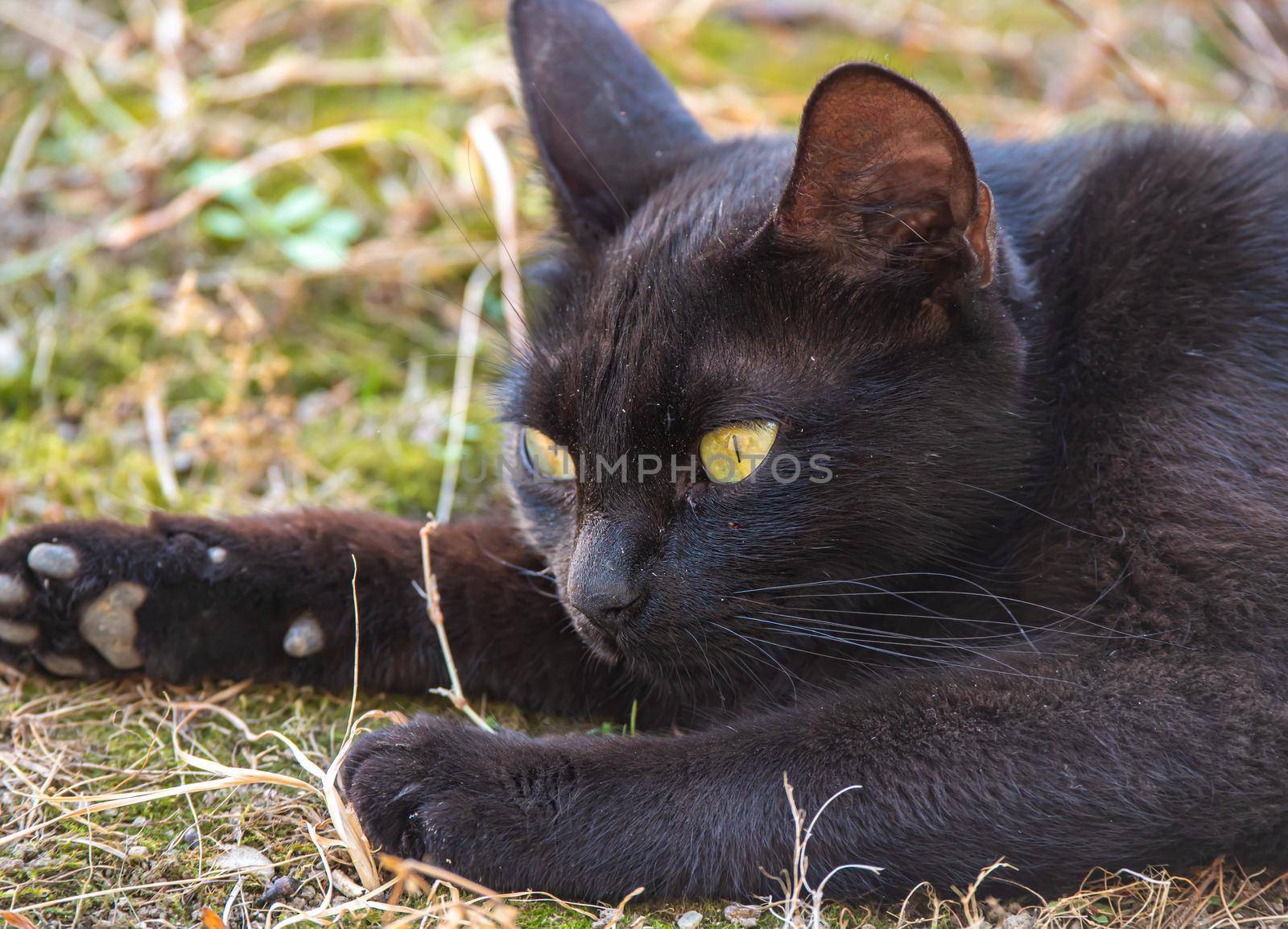 Black Cat Lying On The Grass by alex_nako