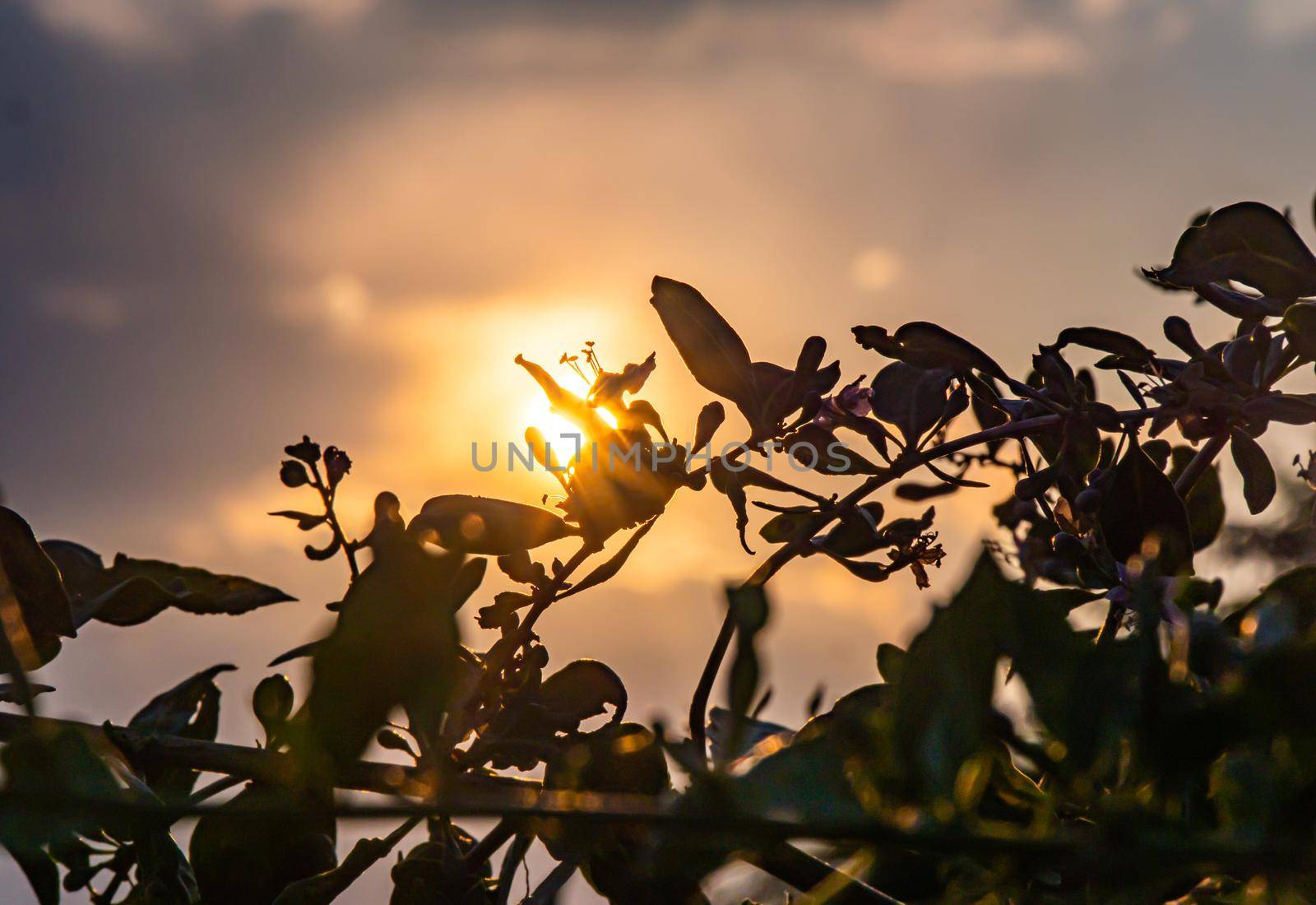 sunset leaves bush sun light, macro close up