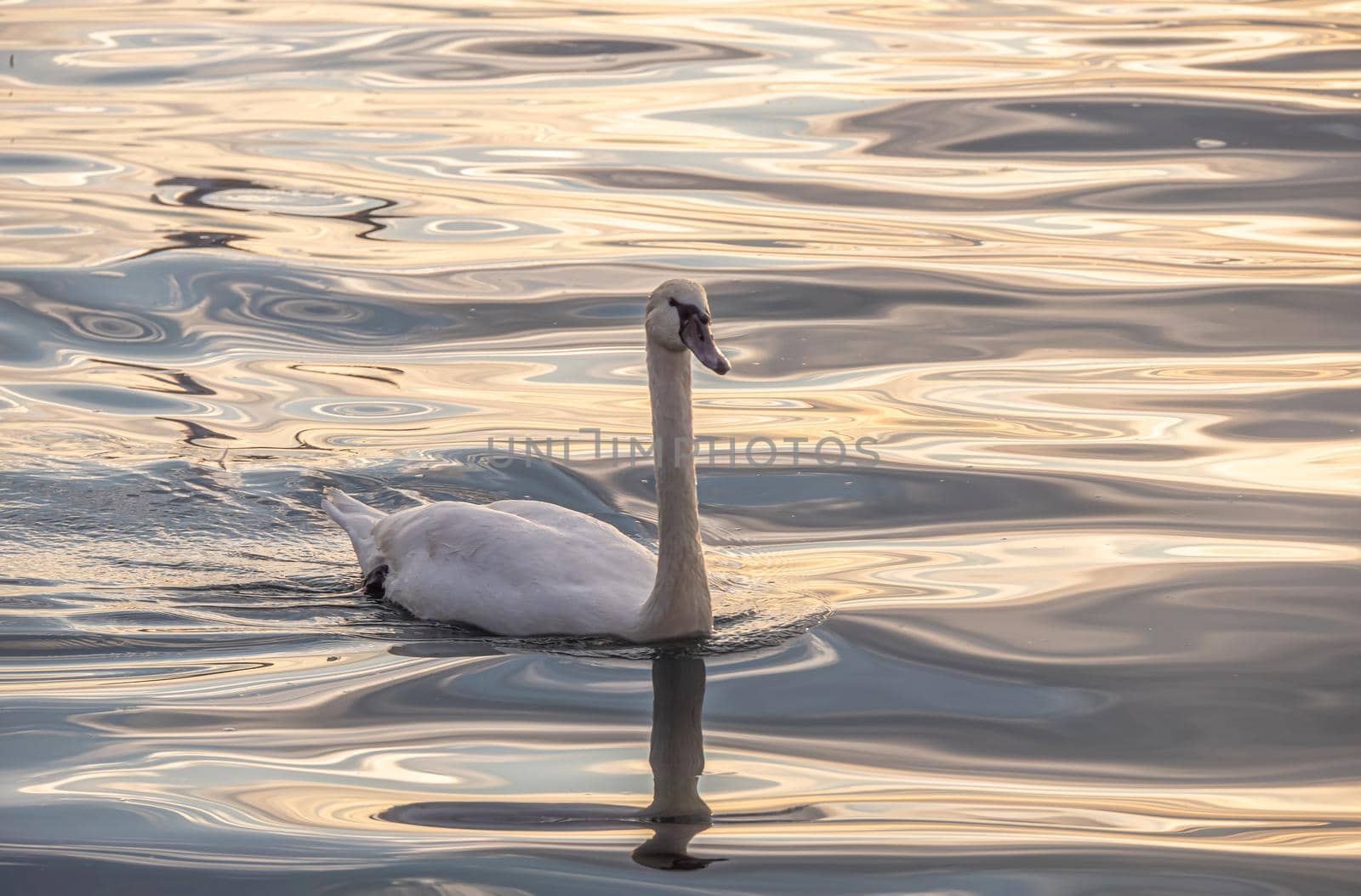 Beautiful View Of A Graceful Swan In Lake by alex_nako