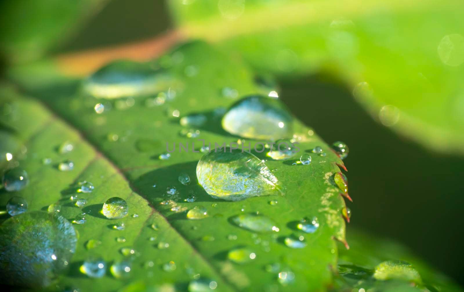 green leaf rain drop macro close up