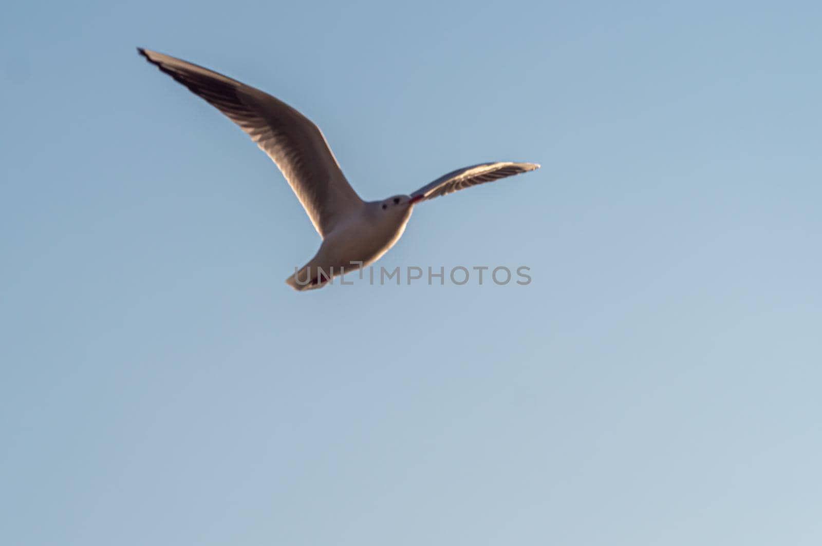 gulls fly over lake Ohrid, natural background