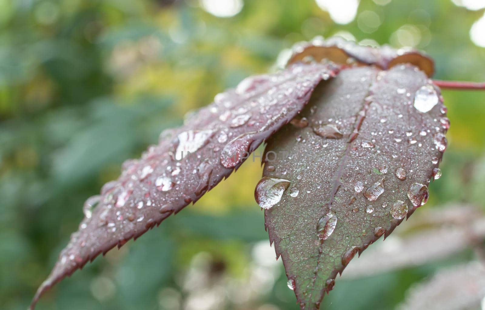 macro green leaf rain drop, close up