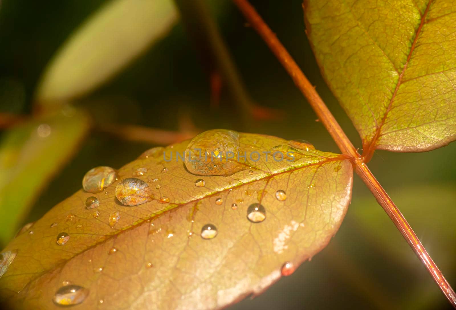 red leaf rain drop macro by alex_nako