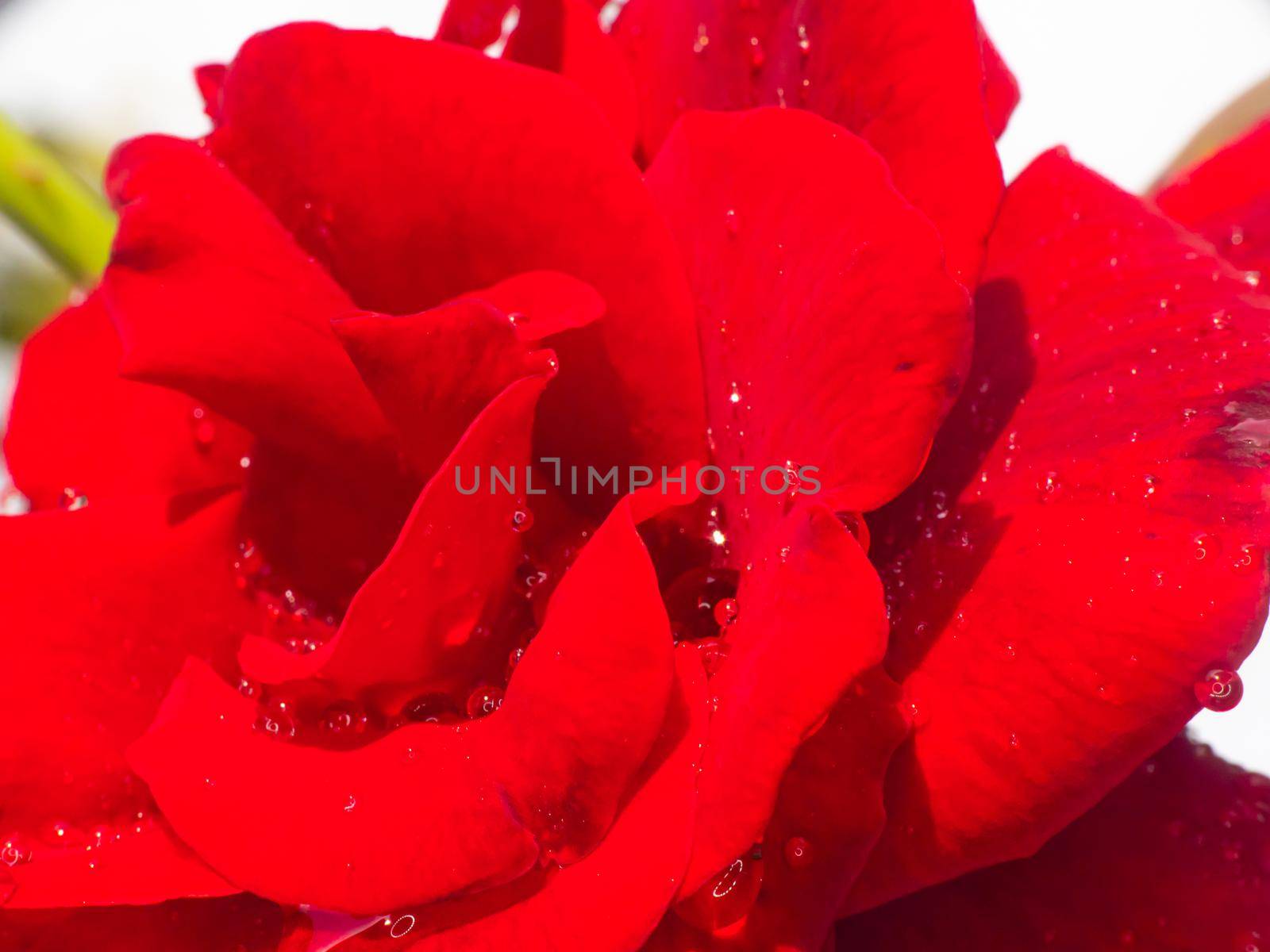 red rose in garden raindrops, close up macro