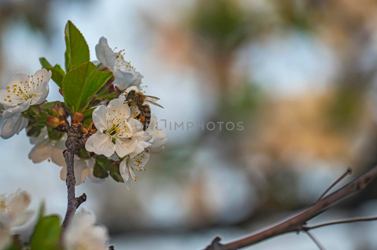 spring bee flower cherry in garden macro by alex_nako