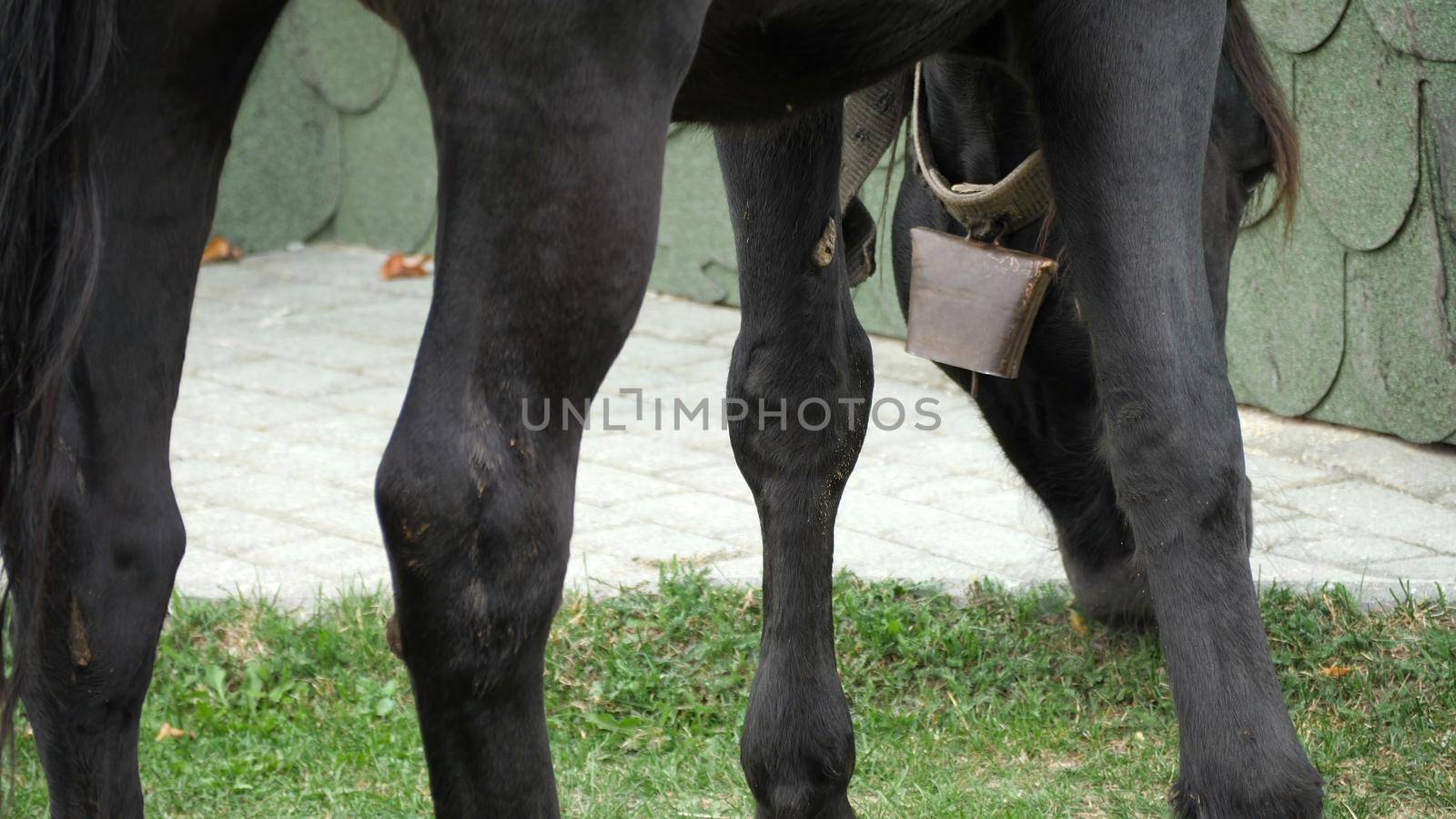 Horse  Grazing Grass In The Meadow