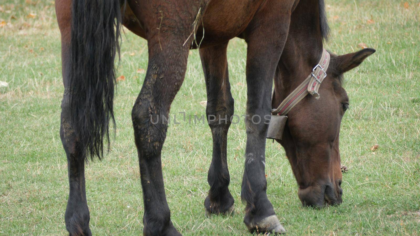 Horse  Grazing Grass In The Meadow